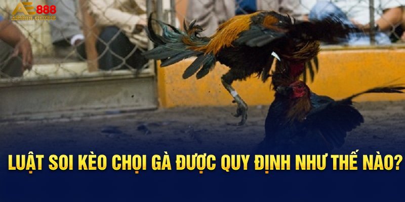 Luật soi kèo chọi gà được quy định như thế nào?